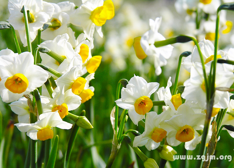 野生水仙花的花语