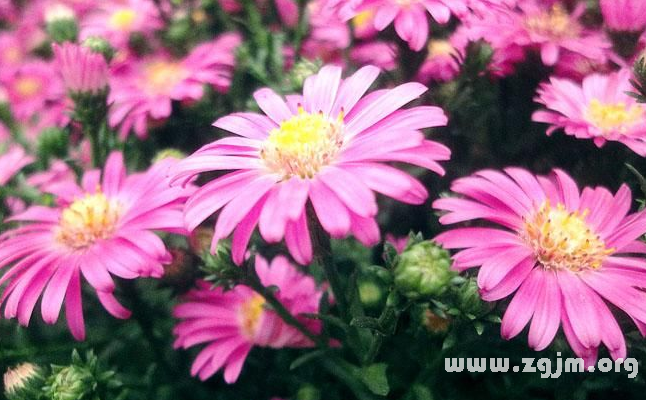 玛格丽特的花语