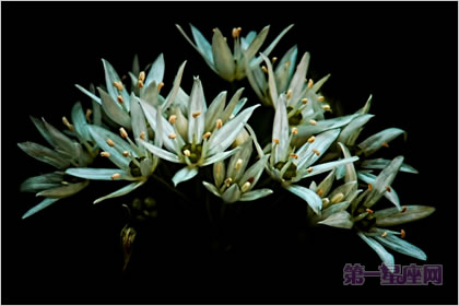 4月19日花语:野生大蒜,生日花语精力充沛