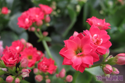 长寿花花语与传说