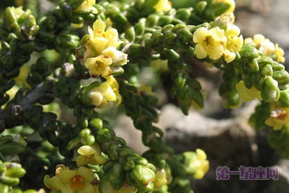 1月8日生日花:黄百里香,生日花语轻快