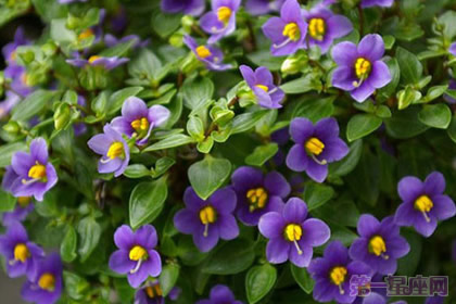 紫芳草的花语是什么