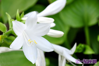 花语大全:玉簪花的花语是什么?