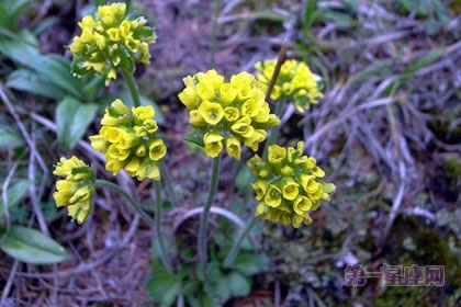 1月22日生日花:葶苈,生日花语勇气