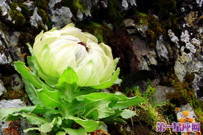 花语传说:雪莲花的花语及传说
