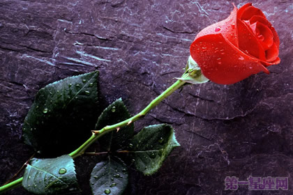 捷克的国花是什么?