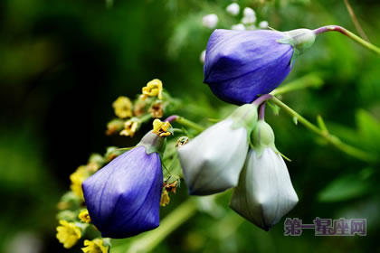 【恋爱花语】什么花代表恋爱?