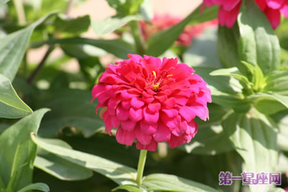 沙漠玫瑰的花语及象征代表含义