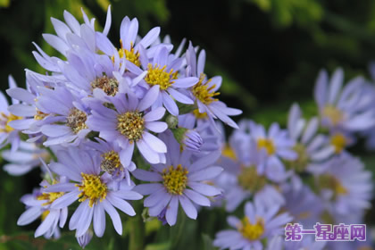 花语：紫苑花，生日花语贵族情趣