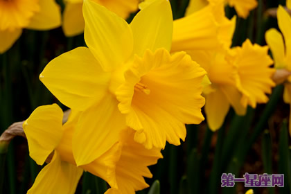 花语:黄水仙,生日花语纯朴