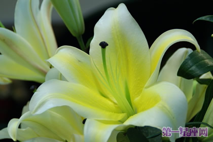 八月的花语是什么?百合花