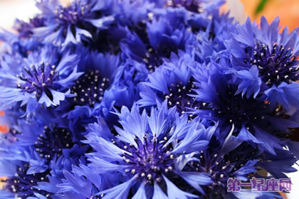 九月的花语是什么?矢车菊