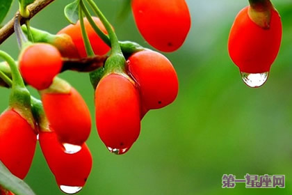 枸杞、吉庆果的花语:喜庆瑞祥