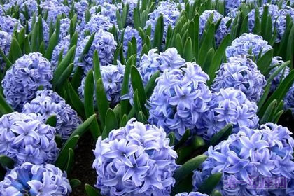 水色风信子的花语是什么?