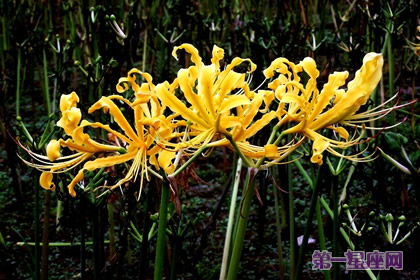 花语传说:忽地笑的花语和传说