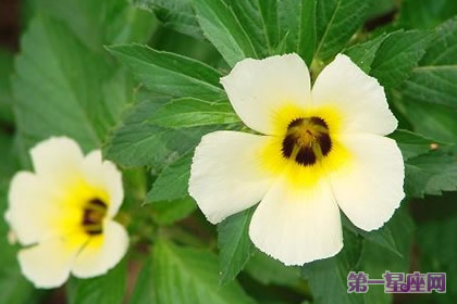 11月19日花语:时钟花,生日花语高贵