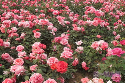 中国十大名花之一:热情如火的月季