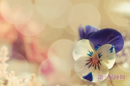 代表春节吉祥的花语?