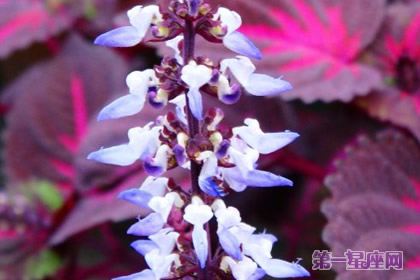 洋紫苏的花语:绝望的恋情