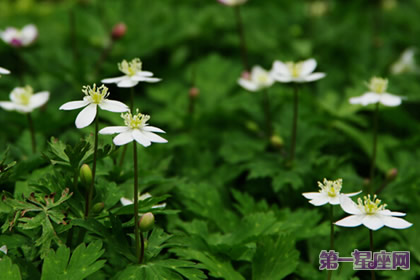 什么花的花语是思念？