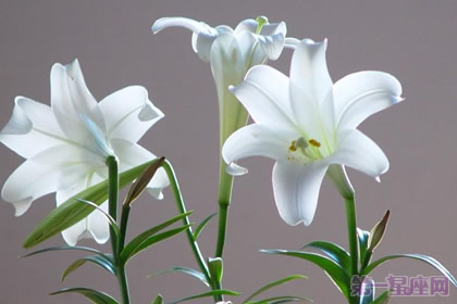 白百合花语与最美搭配