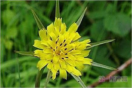 5月22花语:婆罗门菊,生日花语正义感