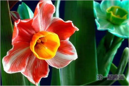 4月27日花语:红边水仙,生日花语艺术