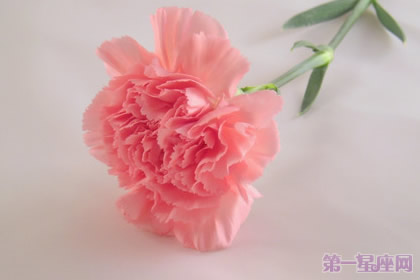 母亲节:康乃馨花语解析