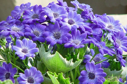 花语大全:瓜叶菊的花语是什么