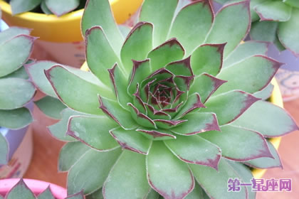 花语传说：宝石花的花语及传说