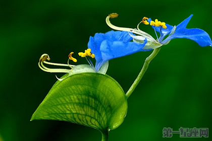 鸭跖草的花语是什么？