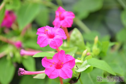 紫茉莉的花语及介绍