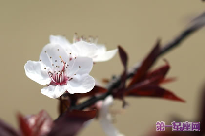 不常见的花与花语:郁李花的花语是什么?