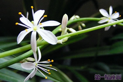 花语传说:金心吊兰花语及来源