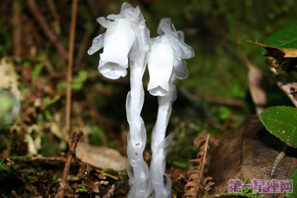 花语大全：水晶兰花语及含义   