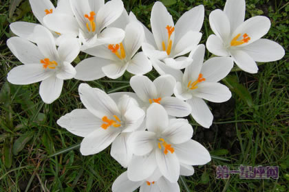 2月21日生日花语:白番红花,生日花语芳醇