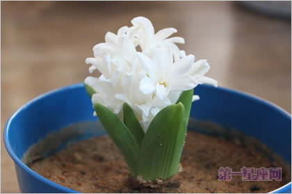 4月6日花语：风信子，生日花语休憩