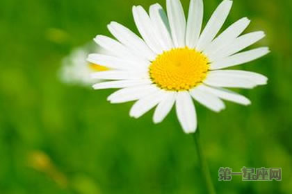 【暗恋花语】什么花代表暗恋?