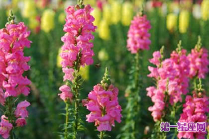 7月12日花语:金鱼草,生日花语具利用价值