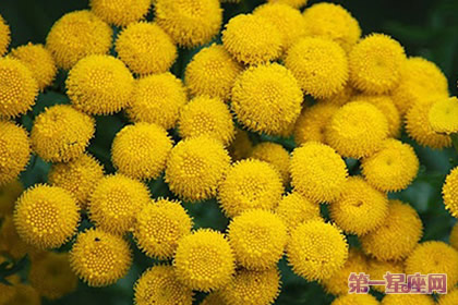 8月23日花语：艾菊，生日花语和蔼可亲