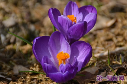 9月10日花语：秋藏红花，生日花语保护