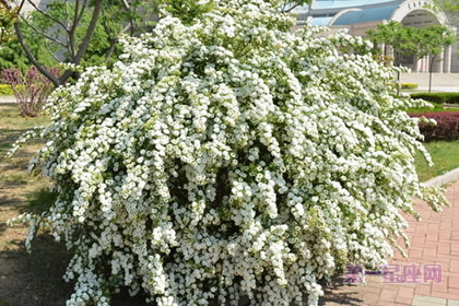 不常见的花与花语：笑靥花的花语