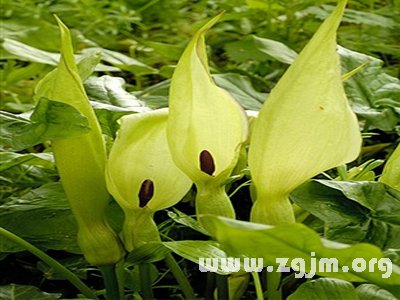 君子与淑女的花语