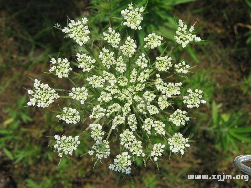 满天星的花语故事
