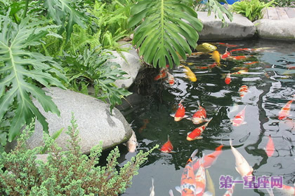 植物花语:龟背竹的花语是什么?