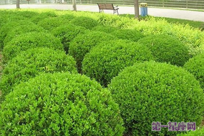 侧柏花语:忍耐;表白;根源