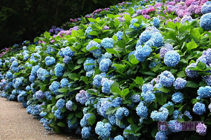 1月1日生日花绣球花之花语:希望