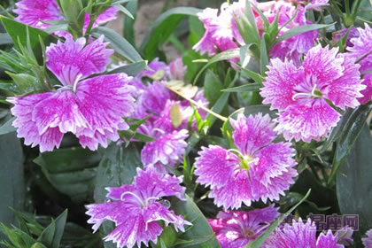 6月4日花语：石竹，生日花语悲苦