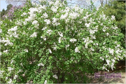 5月23日花语:洋丁香,生日花语思乡