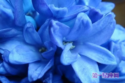 蓝色风信子花语代表着什么